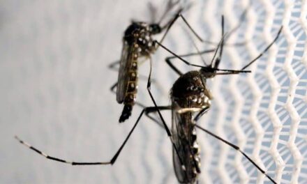 Dengue: quase todos os distritos da cidade de SP já enfrentam uma epidemia da doença