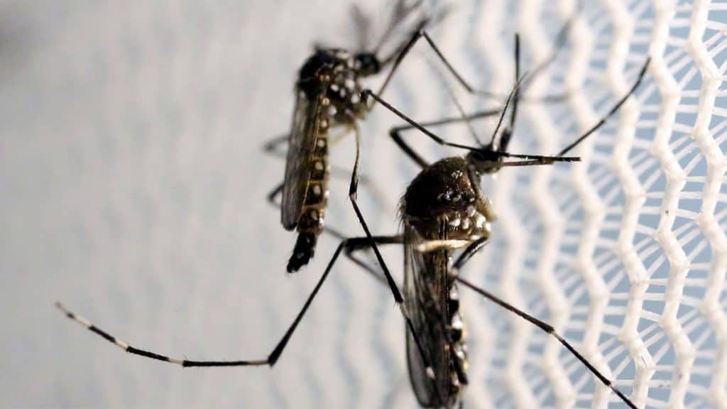 Dengue: quase todos os distritos da cidade de SP já enfrentam uma epidemia da doença