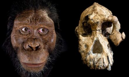 Australopithecus anamensis: o que a ciência sabe sobre nosso “parente” mais antigo?