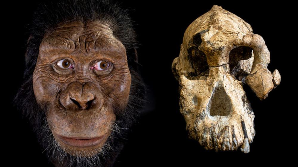 Australopithecus anamensis: o que a ciência sabe sobre nosso “parente” mais antigo?