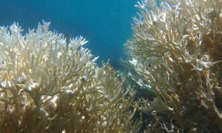 Branqueamento de corais já está afetando costa brasileira