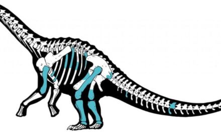 Nova espécie de titanossauro é localizada na Argentina