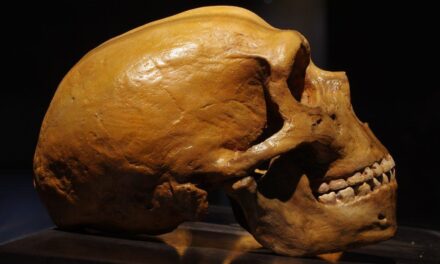 Pesquisadores brasileiros vão investigar presença de genes neandertais em espécies Sapiens