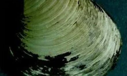 Molusco mais antigo do mundo viveu mais de 500 anos