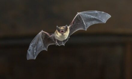 Parques eólicos podem levar à extinção de espécies de morcegos, alerta estudo
