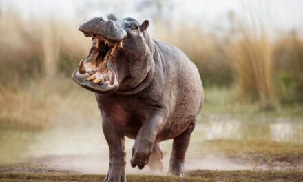 Hipopótamos podem voar? Resposta vai te surpreender