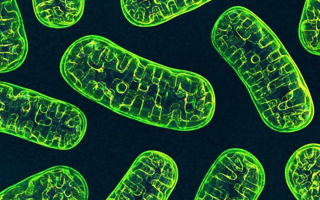 Mosca das frutas tem gene que pode reverter sintomas de Parkinson