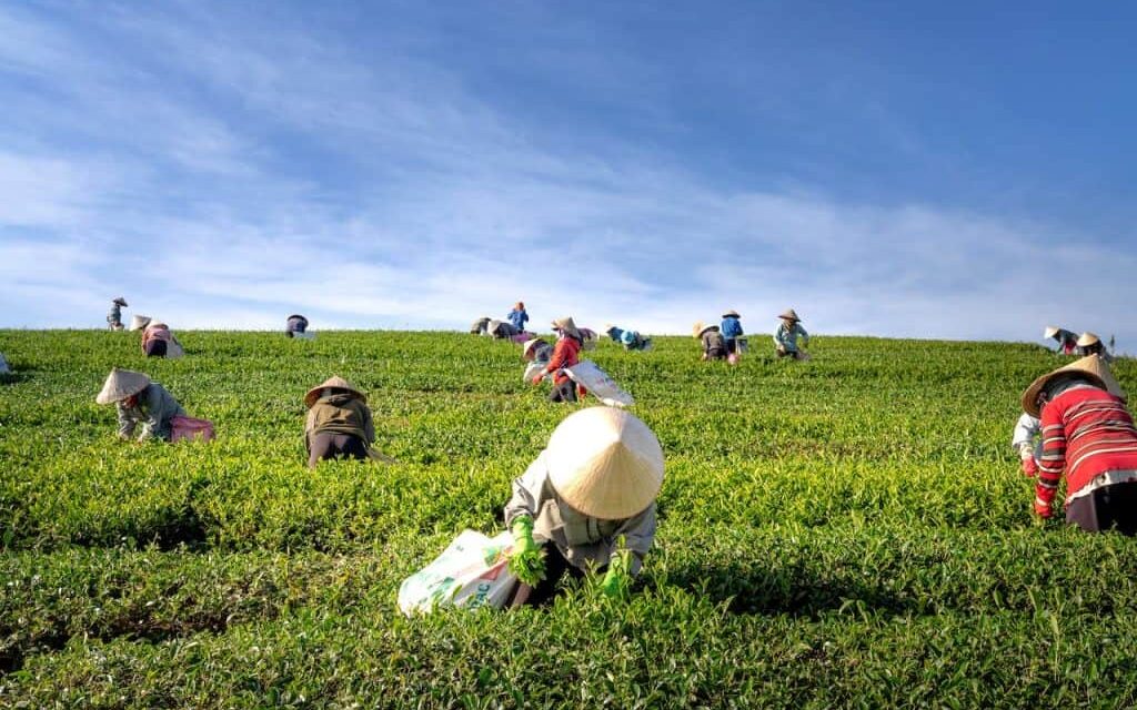 Como robôs estão revolucionando agricultura brasileira