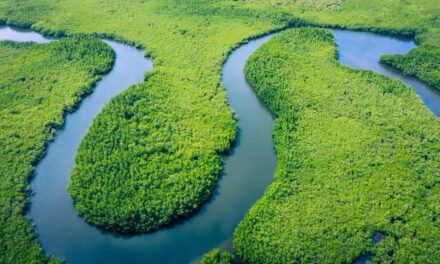 Água da Amazônia corre risco — e já matou mais de 200 botos