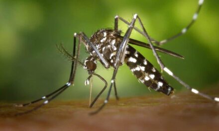 Repelente natural feito de bactérias afasta mosquitos por dias (até o da dengue)