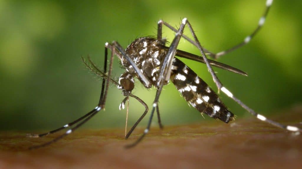 Repelente natural feito de bactérias afasta mosquitos por dias (até o da dengue)