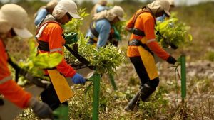 Banco Mundial “entra” na floresta amazônica para mexer com o mercado de crédito de carbono