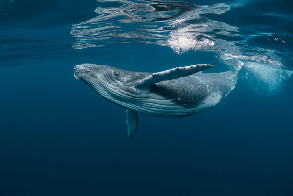 Imagem mostra uma baleia jubarte bebê, nadando próxima ao nível do mar