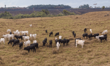 Existe um tipo de pecuária que pode regenerar 70% do solo do mundo; conheça