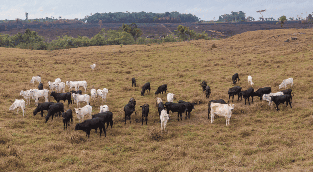 Existe um tipo de pecuária que pode regenerar 70% do solo do mundo; conheça