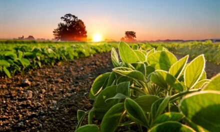 Como a IA pode reduzir a fome e combater o desperdício alimentar