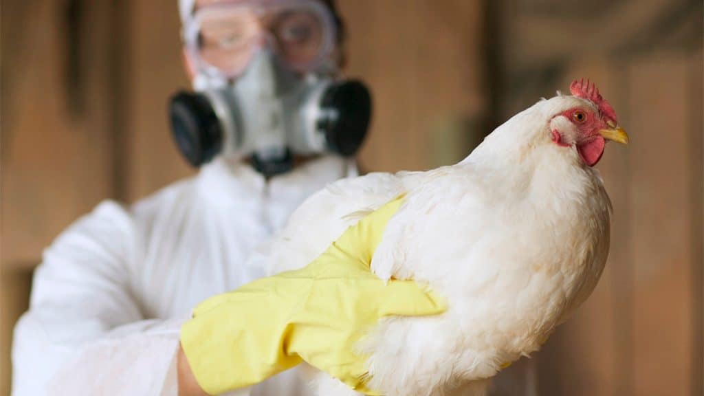 Enfermeiro vestido com equipamento de segurança segurando galinha