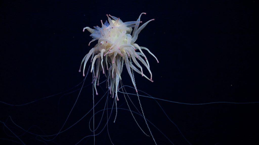 ‘Bicho espaguete’: criatura bizarra é encontrada no fundo do mar