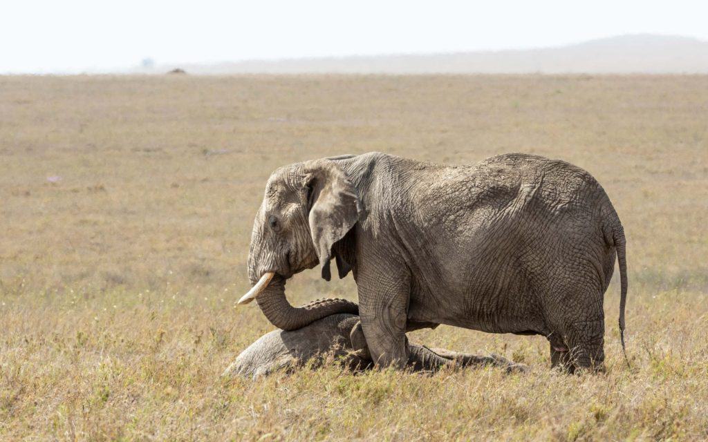 Animais também ficam de luto como os humanos?