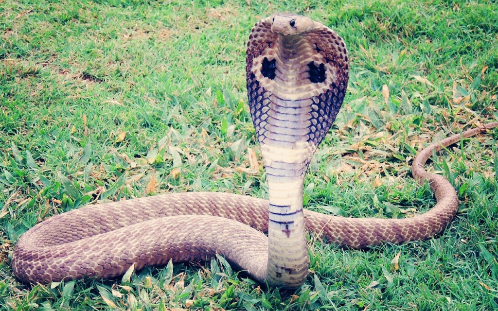 Quais as cobras mais venenosas do mundo?