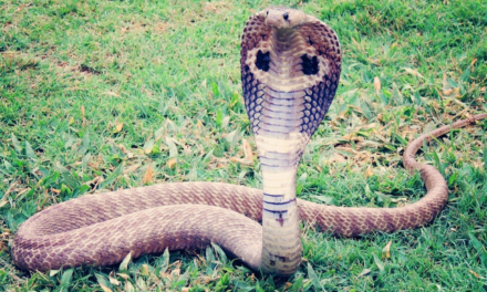 Quais as cobras mais venenosas do mundo?