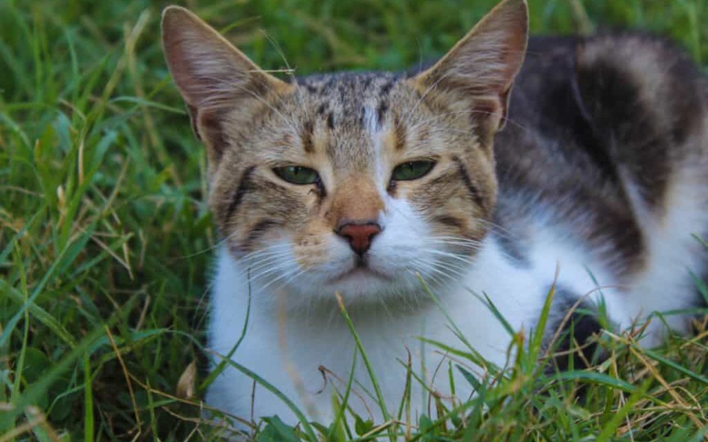 Gatos gostam de brincar como cachorros, segundo a ciência