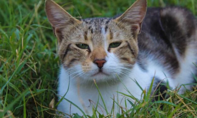 Gatos gostam de brincar como cachorros, segundo a ciência