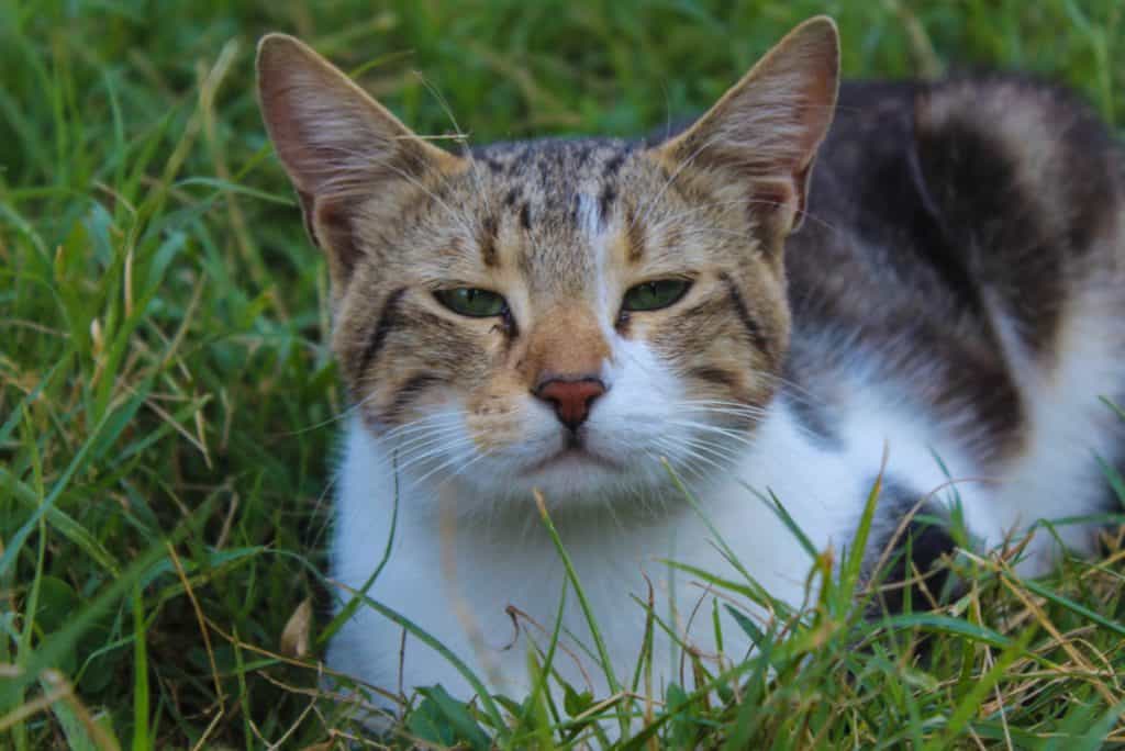 Estudo confirma que humanos podem se comunicar com gatos