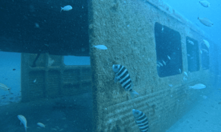 Vagões despejados no fundo do mar viram lar para a vida marinha