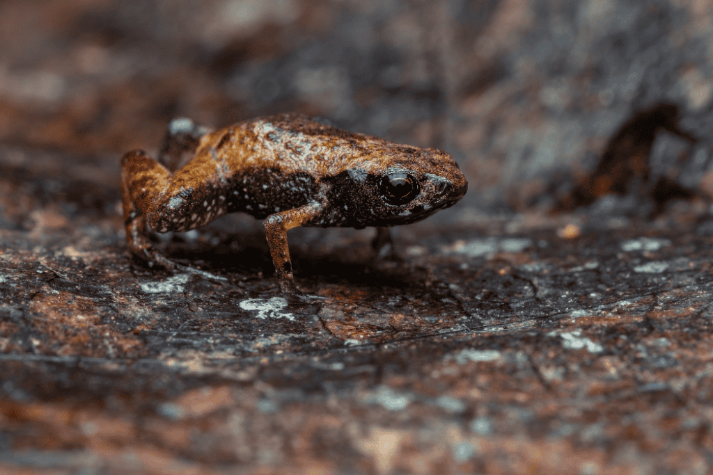 Sapo-pulga Brachycephalus dacnis