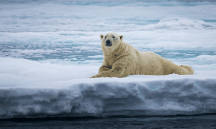 Mudanças climáticas estão causando ferimentos nas patas de ursos polares, revela estudo