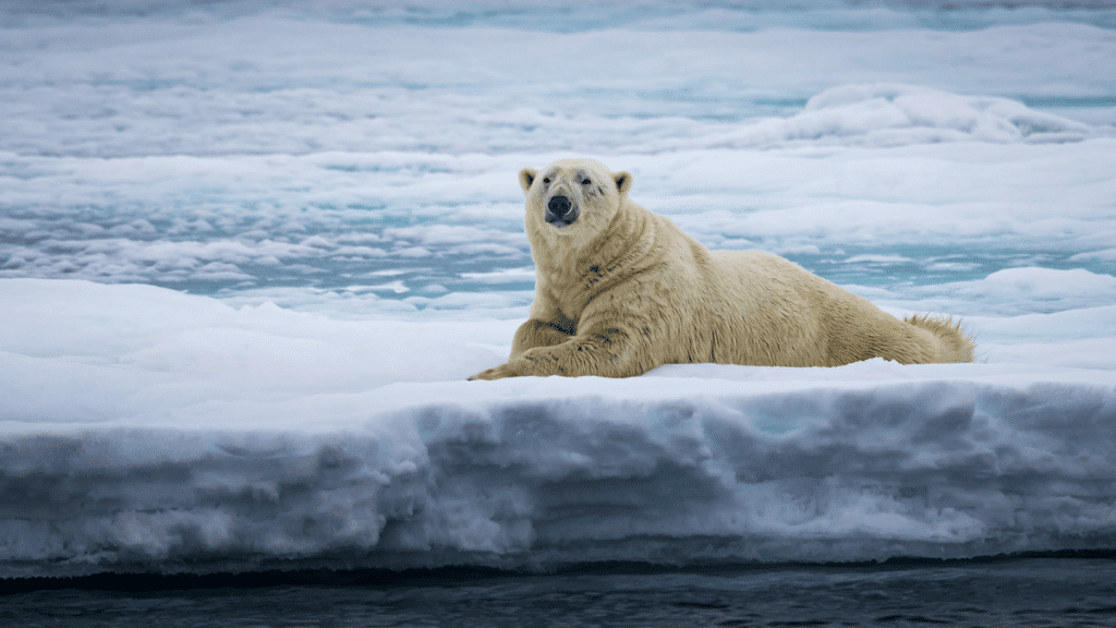 Mudanças climáticas estão causando ferimentos nas patas de ursos polares, revela estudo