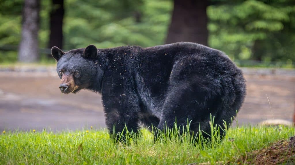 Urso Preto na Cidade Fantasma de Kitsault, Colúmbia Britânica