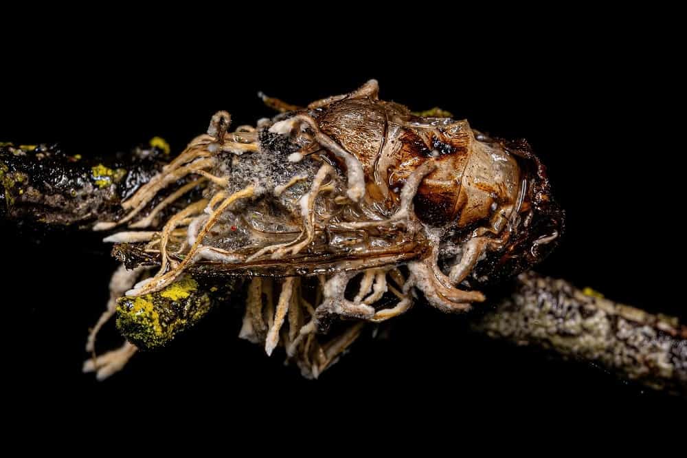 Mosca adulta morta por um fungo do gênero Ophiocordyceps