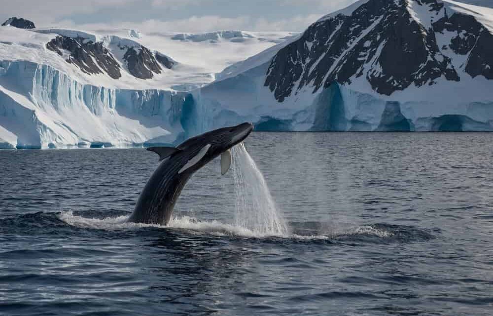 Revelada origem de som misterioso que vinha das profundezas do oceano