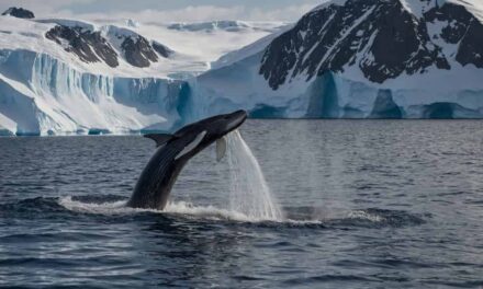 Revelada origem de som misterioso que vinha das profundezas do oceano