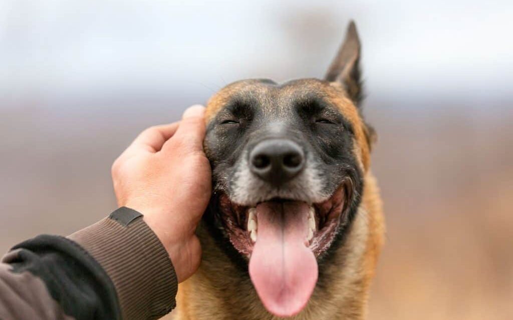 Cachorros mais inteligentes podem ter cérebros menores, diz estudo