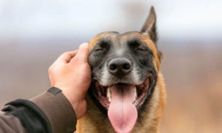 Cachorros mais inteligentes podem ter cérebros menores, diz estudo