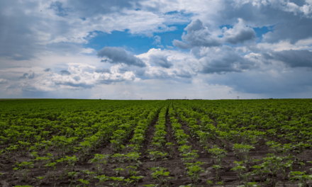 Fiagro Nagro Oikos realiza captação de R$ 75 milhões para ampliar crédito no setor agro