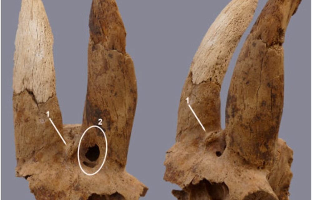 Arqueólogos descobrem chifres de ovelhas modificados no Egito