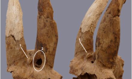 Arqueólogos descobrem chifres de ovelhas modificados no Egito