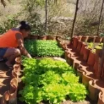 Invisíveis, os quintais são instrumentos poderosos contra a fome no Brasil