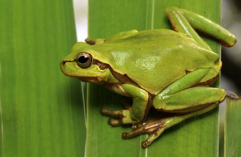 Uma rã de cor verde vívida descansando sobre folhas verticais, com corpo robusto, olhos escuros e uma leve linha marrom ao longo da lateral da cabeça.