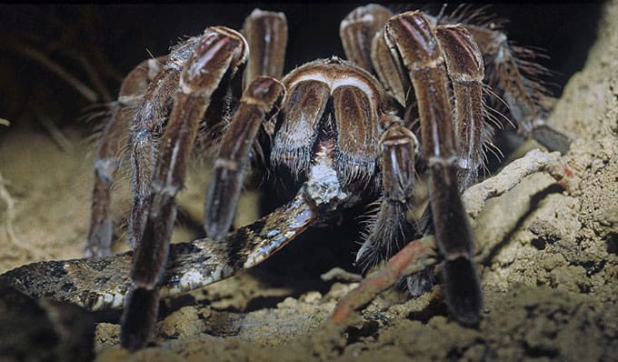 Uma tarântula se alimenta de uma cobra jararaca na América do Sul