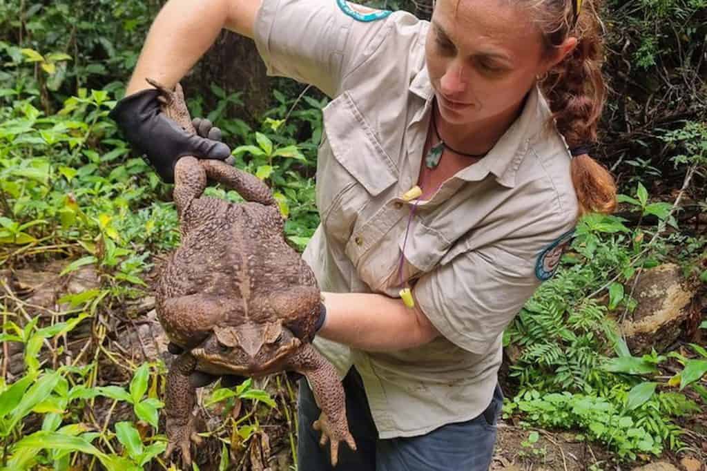 Sapo cururu gigante. Foto: Queensland Environment Department