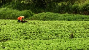 Na agricultura familiar, uma solução (e um problema) para o combate contra a fome