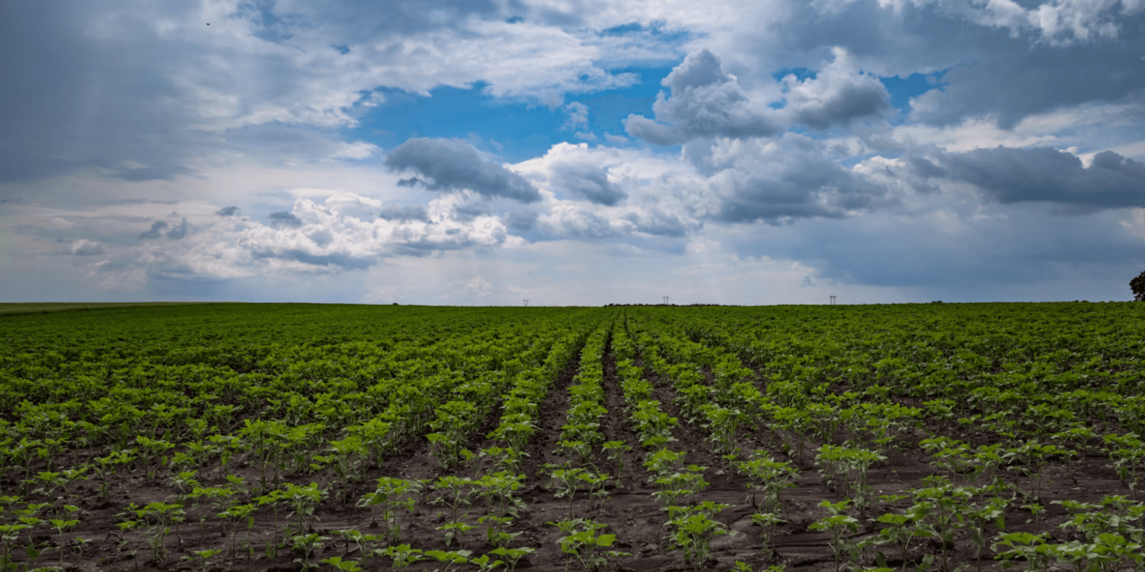 Como startups podem transformar o agro e  facilitar a adaptação às novas regras da União Europeia