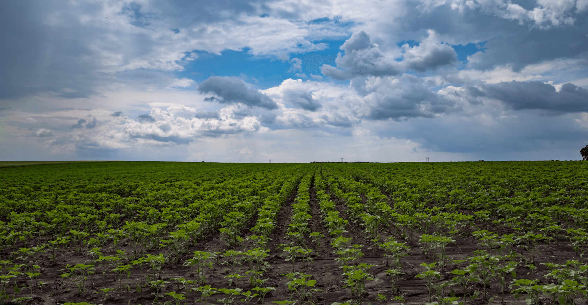 Como startups podem transformar o agro e  facilitar a adaptação às novas regras da União Europeia