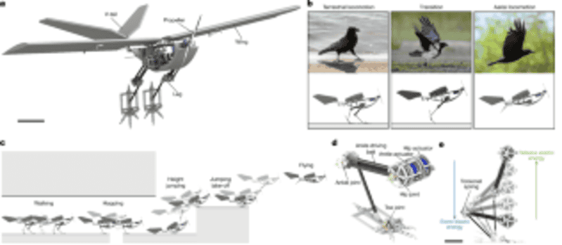 Drone do futuro é inspirado em pássaro-robô que salta e voa
