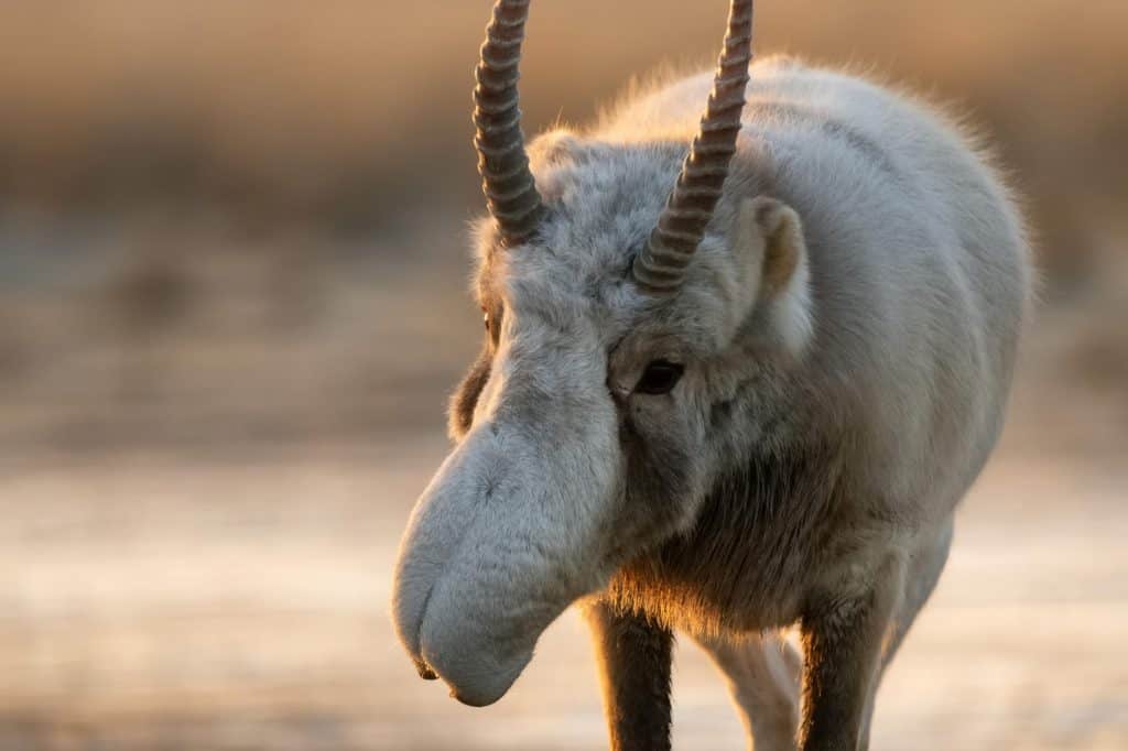 Saiga tatarica